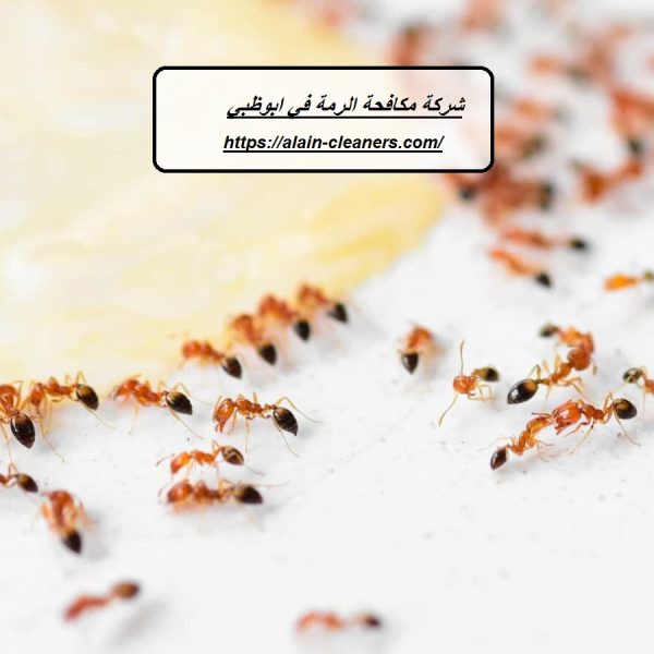 شركة مكافحة الرمة في ابوظبي