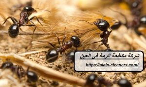 شركة مكافحة الرمة في العين