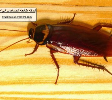 شركة مكافحة الصراصير في ابوظبي