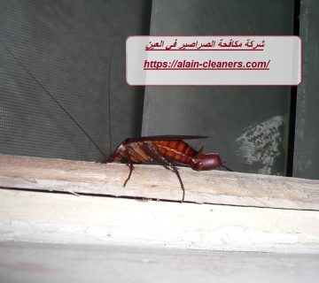 شركة مكافحة الصراصير في العين