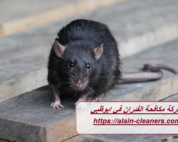شركة مكافحة الفئران في ابوظبي شركة مكافحة الفئران في ابوظبي