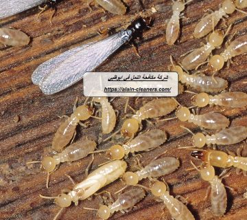 شركة مكافحة النمل في ابوظبي