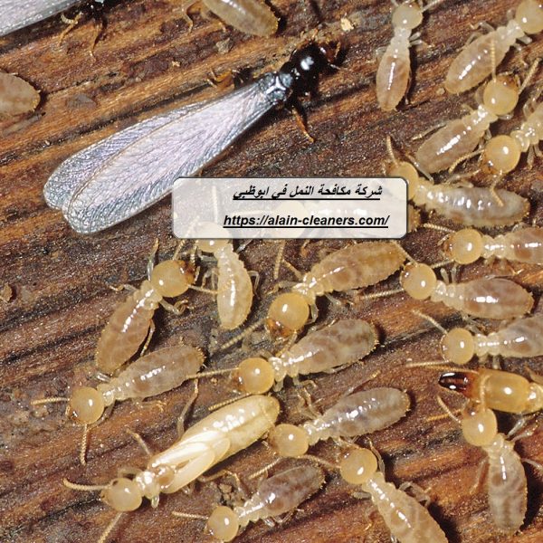 شركة مكافحة النمل في ابوظبي