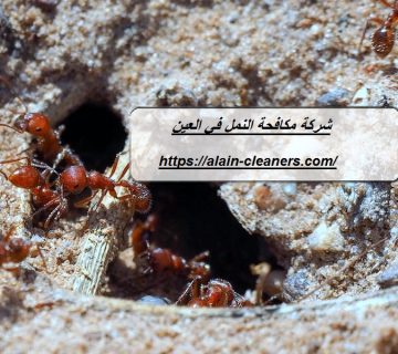 شركة مكافحة النمل في العين